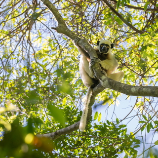 Big Tsingy - Decken's sifaka